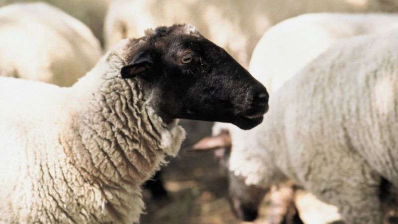 БАхК алармира: Държава отваря вратата за кухи ферми и сив сектор